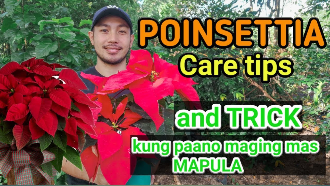 POINSETTIA CARE TIPS | AND TRICK KUNG PAANO MAGING MAS MAPULA