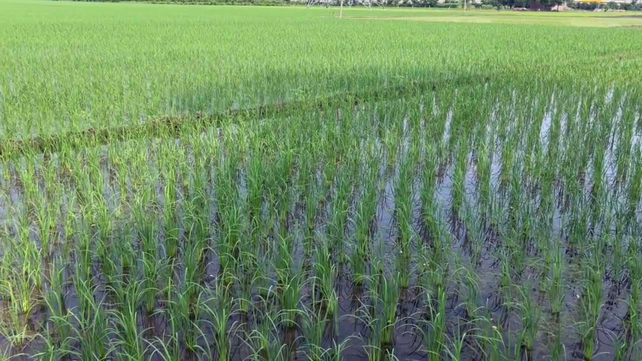 Pusa Basmati 1886 Initial Field review. @supremeseeds1693