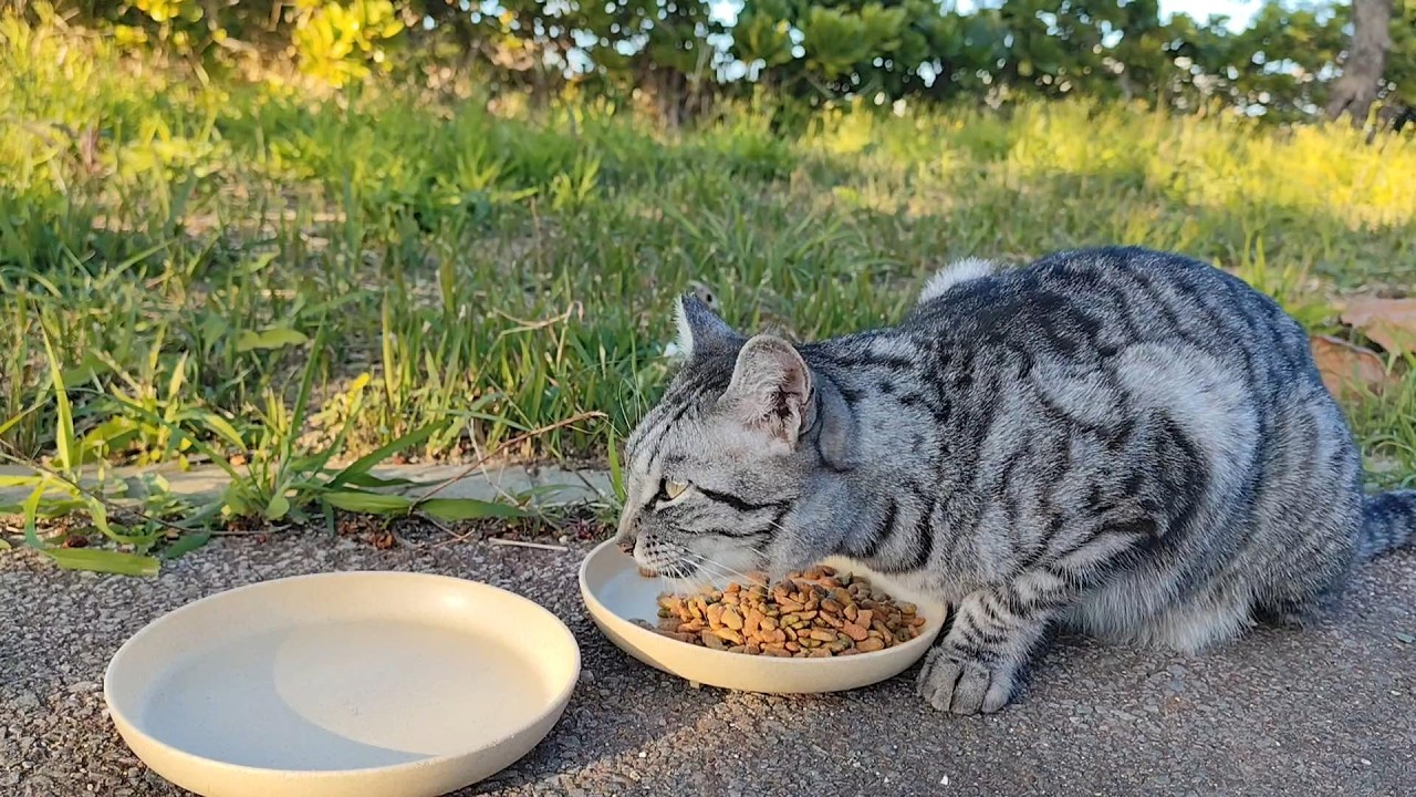 2026.1.16 猫巡り サバトラに美味しいカリカリと大好きなウェットフードを