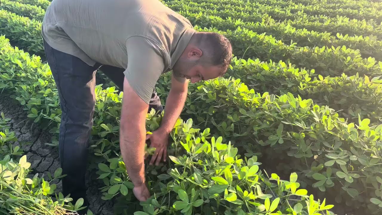 Yerfıstığı Yetiştiriciliğinde Hangi Uygulamaları Yapıyoruz🥜 Yerfıstığı Gübreleme🥜 #groundnut