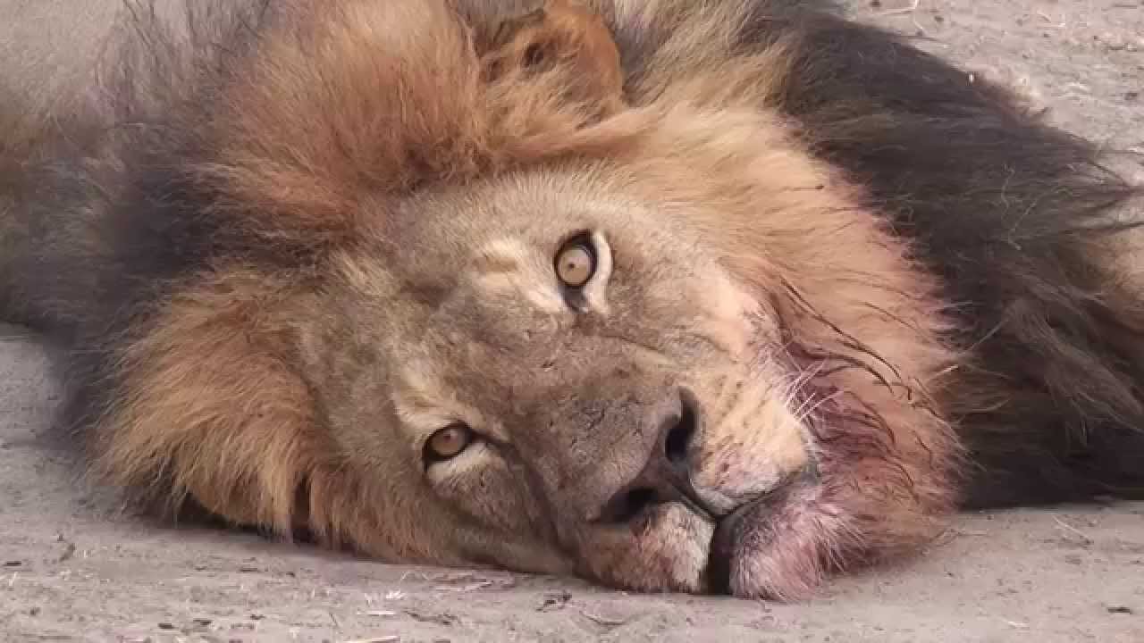 Cecil the lion - last minute in his life R.I.P
