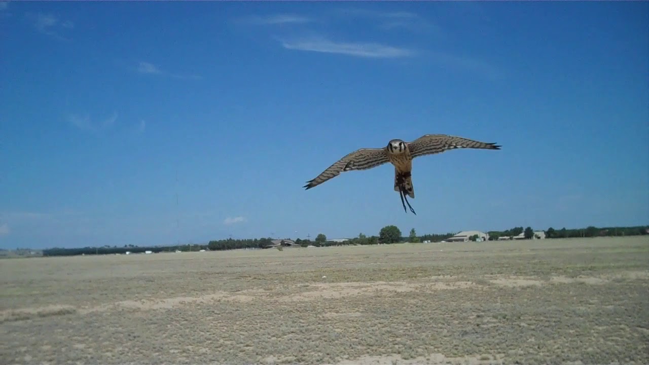 THE AMERICAN KESTREL Trailer