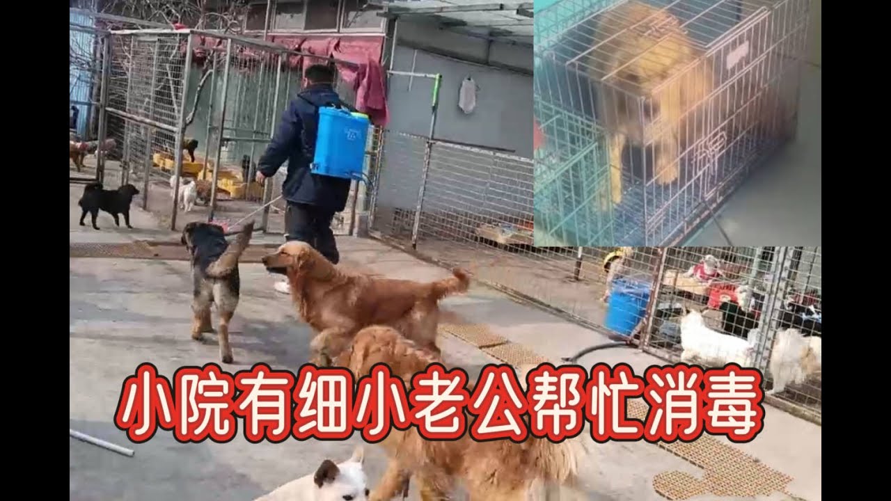2026-1-30 Aunt He from Tianjin and her stray dog 基地爆发病毒，阿姨又生病了只能阿姨老公来消毒了。