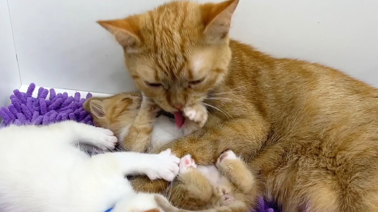 Мама кошка разбудила котят: «Кто не будет мыться кушать не будет!»