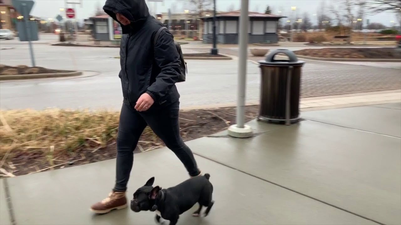 Best Dog Training Toledo, Ohio! 10 Month Old French Bulldog, Bean!
