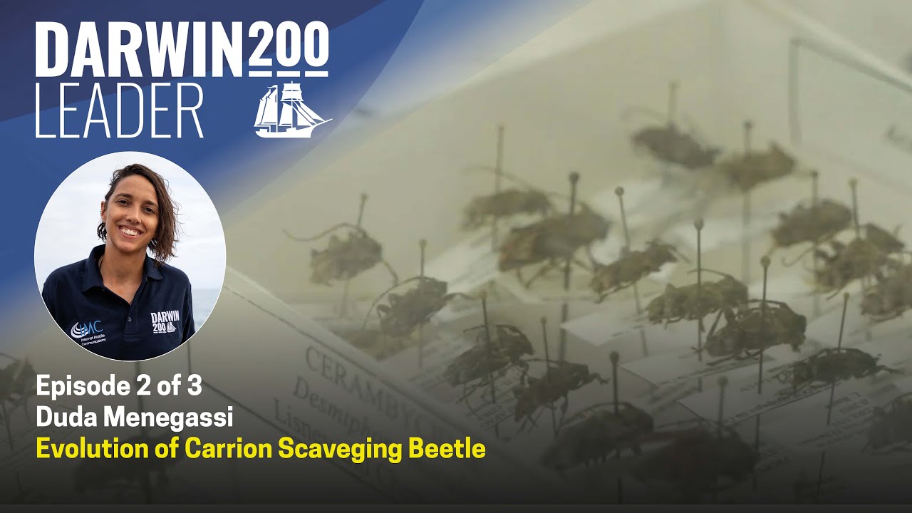 Chasing Beetles - Scavenging for evolution - by Duda Menegassi - Episode 2