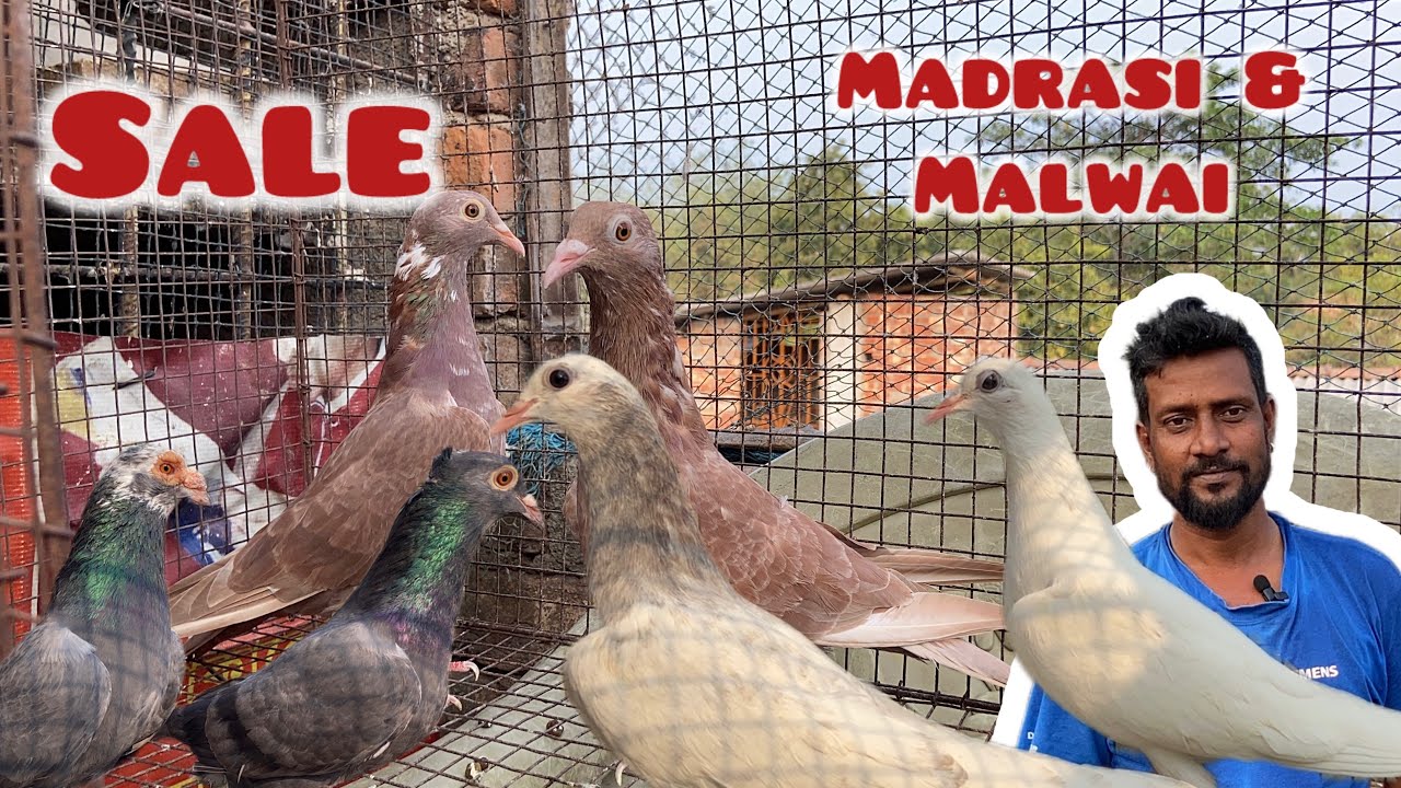 Madrasi & punjabi Malwai pigeons are sale by Anup Nunish from Hotar south 24 pgs.