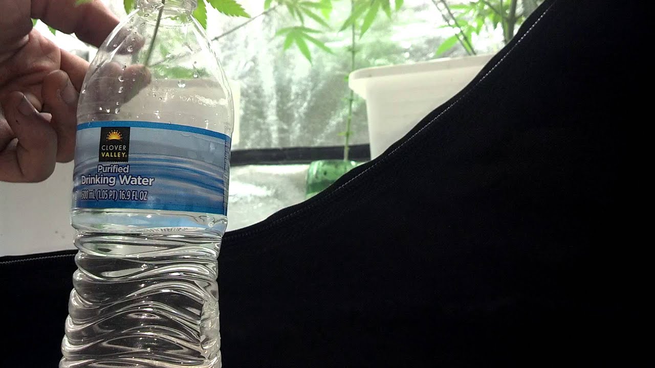 CHEAP & EASY CLONES! How to take clones. MMJ