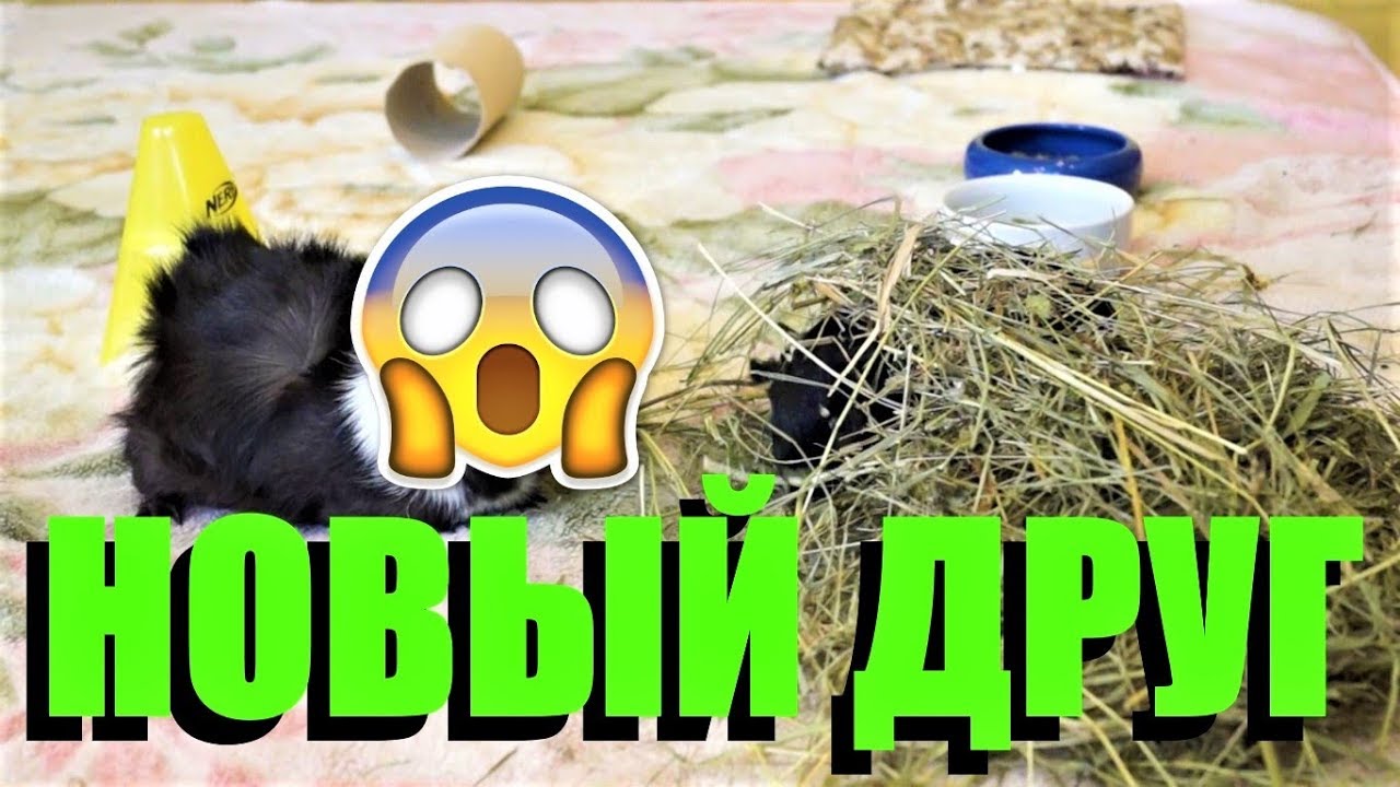 Знакомство морских свинок: как ПРАВИЛЬНО познакомить самцов?