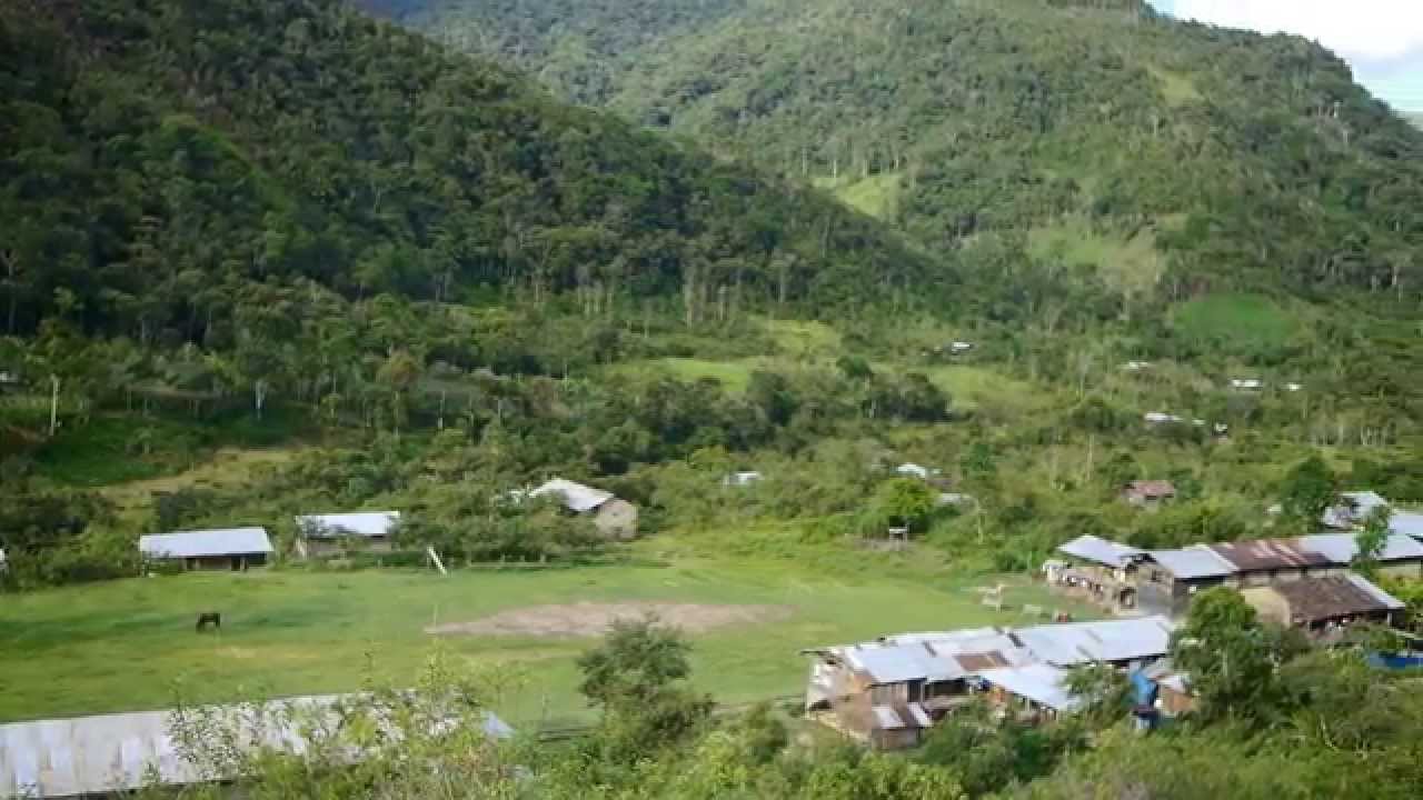 El Cultivo de Café - EL Valle de los Chilchos ( Chachapoyas - Perú )