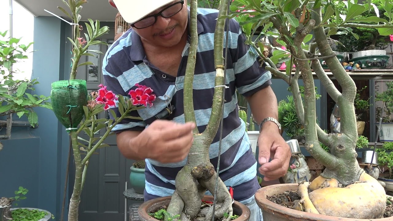 CÁCH CHIẾT NHÂN GIỐNG SỨ CỦ VÀNG .