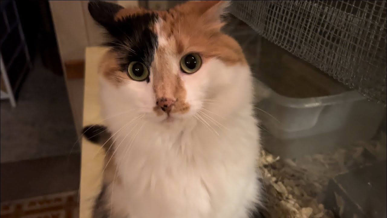 Cali Didn’t Like The Sneeze