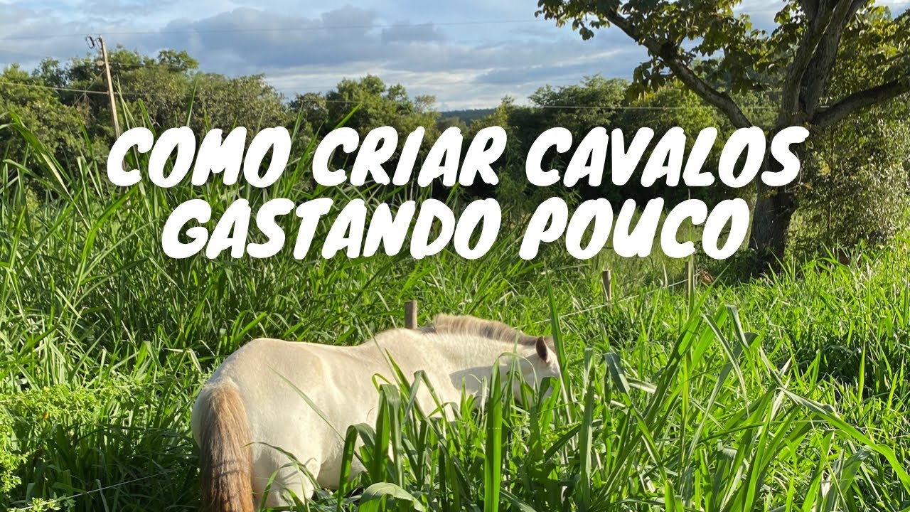 #1- Projeto: Como criar cavalos GASTANDO POUCO