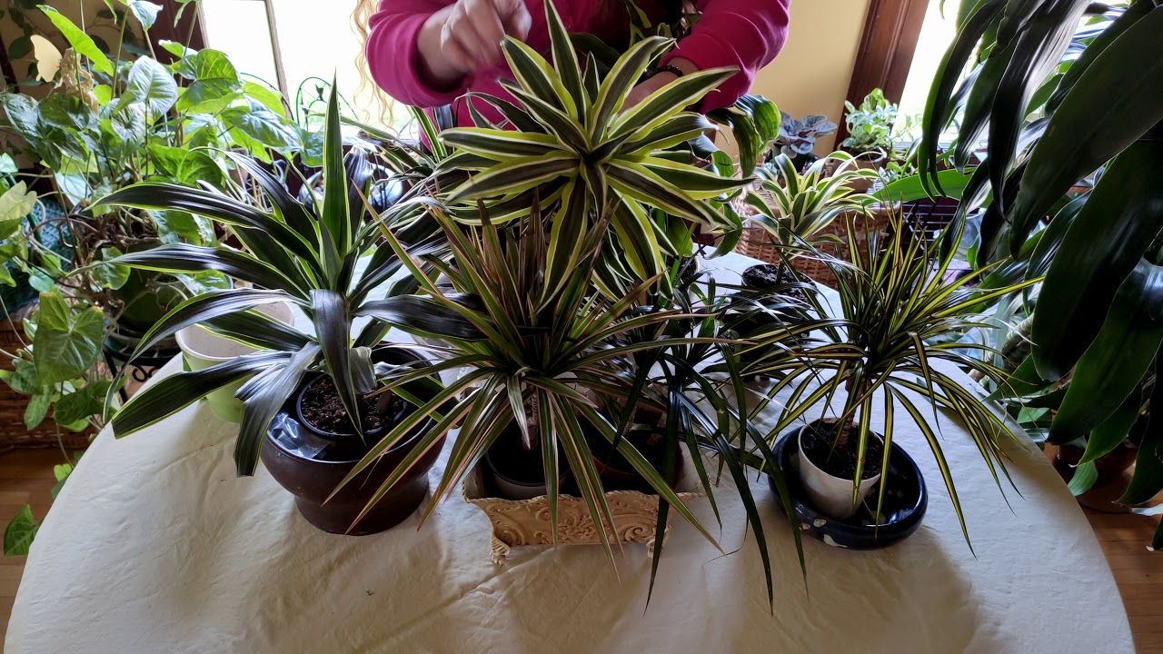 Dracaena Plant Care: What to Know
