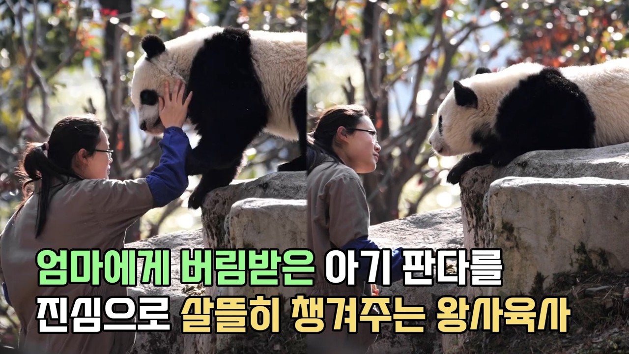 아기 판다 신챠오(新乔)를 진심으로 챙겨주는 왕사육사님의 모습에 판다에 대한 사랑을 느낄 수 있어요!!