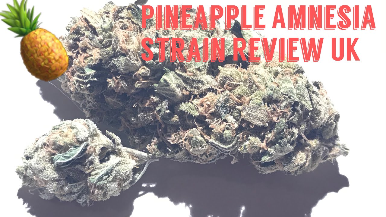 PINEAPPLE AMNESIA STRAIN REVIEW UK.
