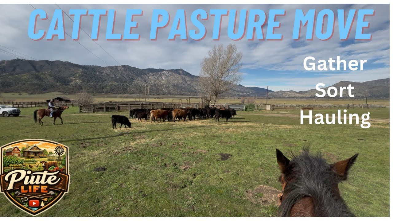 	Gathering & Hauling Cattle | A Day on the Family Ranch