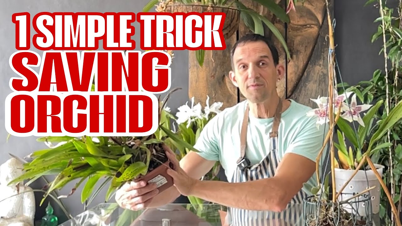 Посмотрев это, вы больше никогда не выбросите мертвые орхидеи!