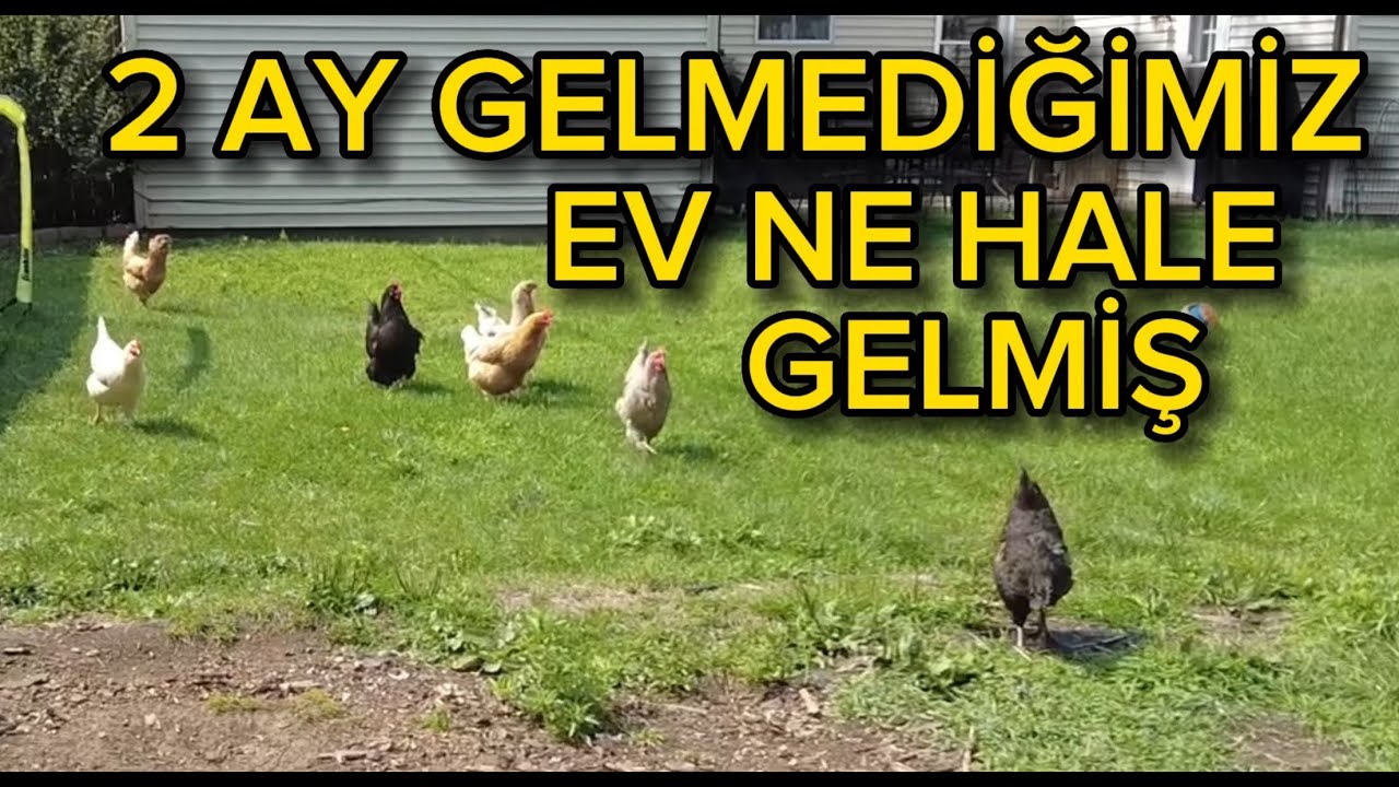 AMERİKA DÖNÜŞ YOLCULUĞU. AMERİKAYA GİRİŞ HİÇ BU KADAR HIZLI OLMAMIŞTI…