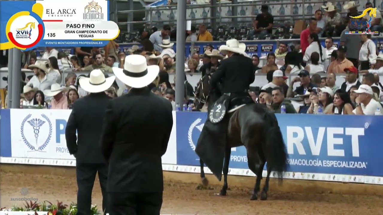 XVII MUNDIAL CONFEPASO 2025 - DIA  7  GRAN CAMPEONATO DE YEGUAS DE PASO FINO