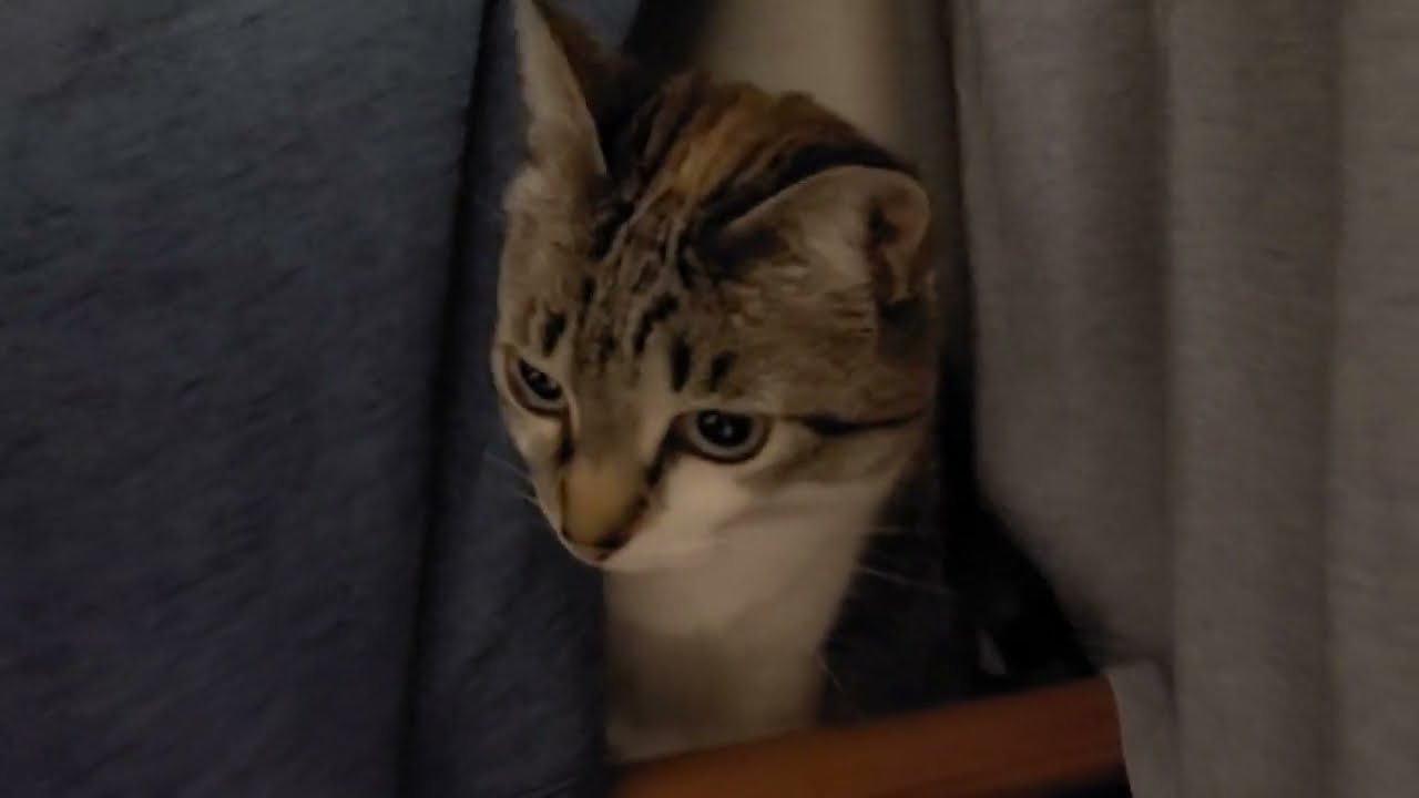 Your closet is meow hideout