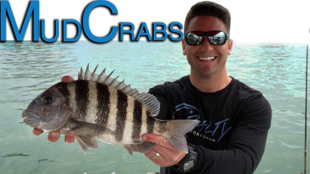 How to Catch Sheepshead | Best Bait To Use | Fishing for Sheepshead Inshore Fishing