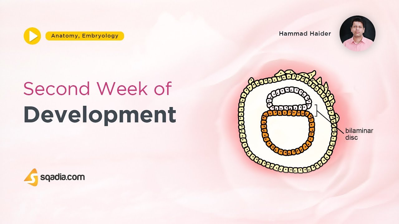 Second week of Development | Embryology | Anatomy Lecture | V-Learning | sqadia.com