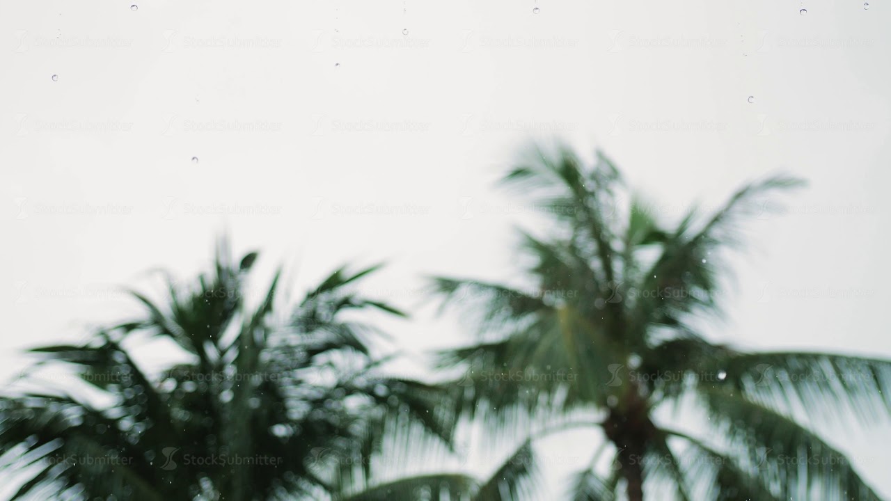 Tropical rain drops falling on the green palm tree leaves in island Koh Samui. slow motion