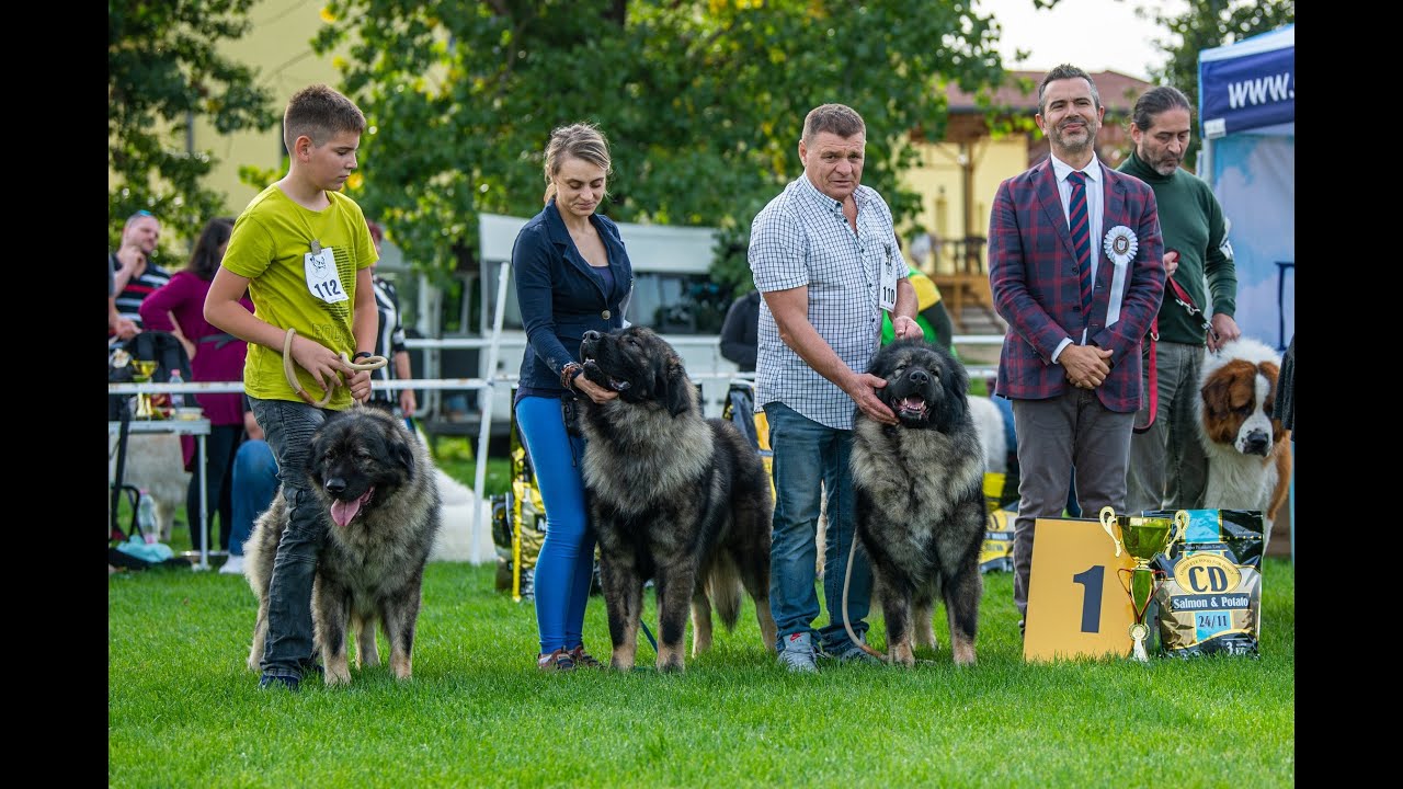 SARPLANINAC & MEGBÍZHATÓ TENYÉSZTŐK: VARGA'S BULL KENNEL, SARPLANINAC, VARGA ISTVÁN, VARGA ANDREA,