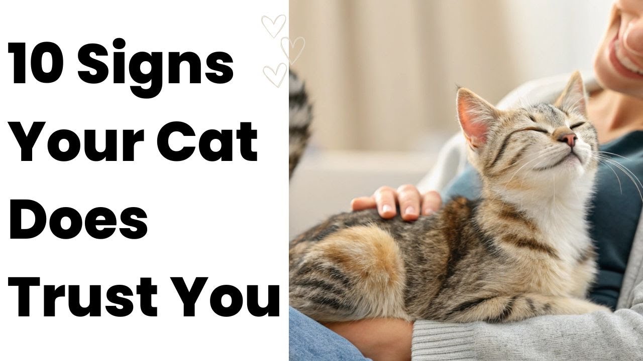 10 Signs Your Cat Does Trust You