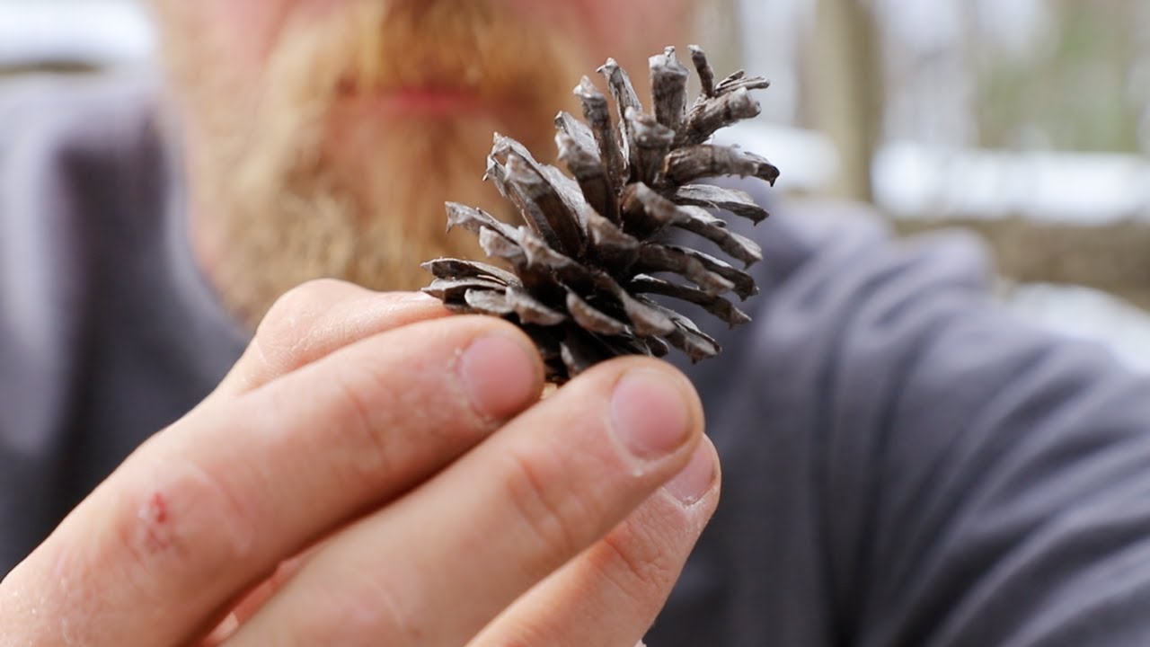 Pine Cone Fire Starter