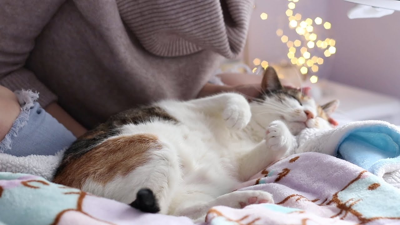 Wintertime Maymay Cuddles (Binaural ASMR soft spoken + petting)