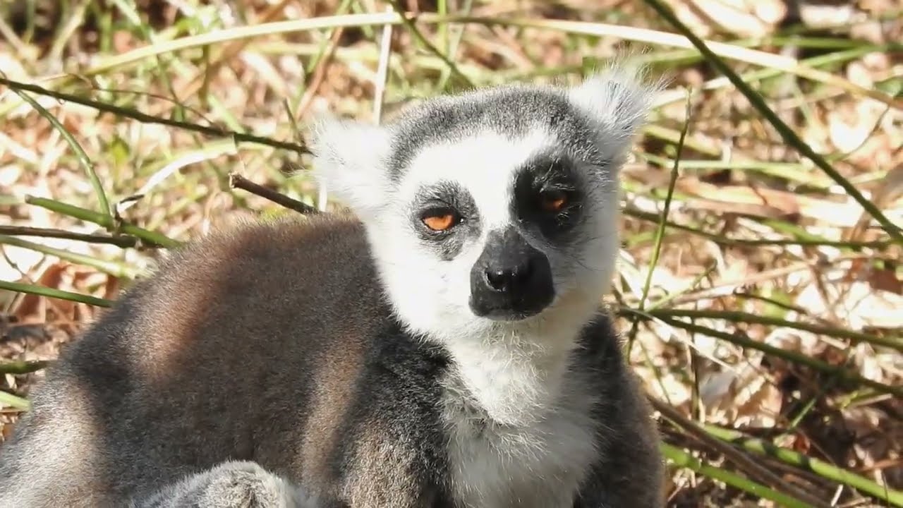 Madagascar mammals Part 3