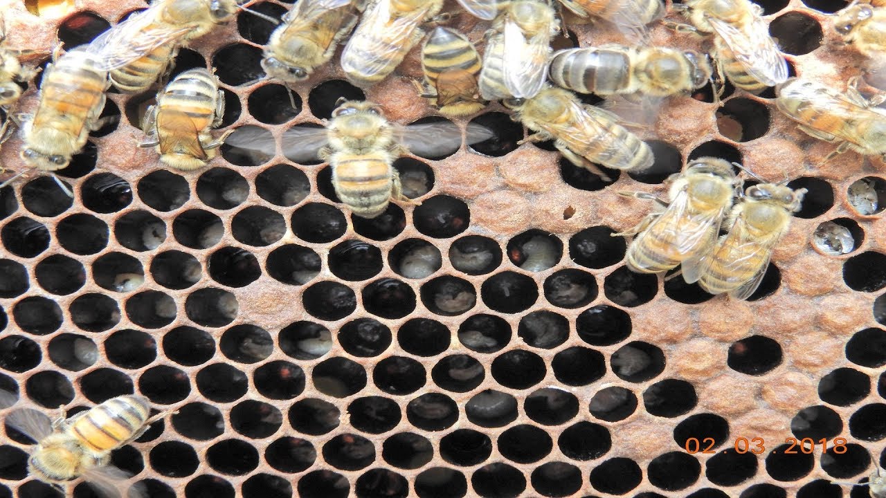Disease on honey bees | European foulbrood disease - EFB | Chalkbrood disease - Ascosphaerosis
