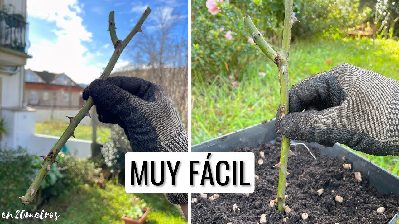 ESQUEJES DE ROSAL: GUÍA COMPLETA para principiantes sobre cómo cortar, qué tierra usar || en20metros
