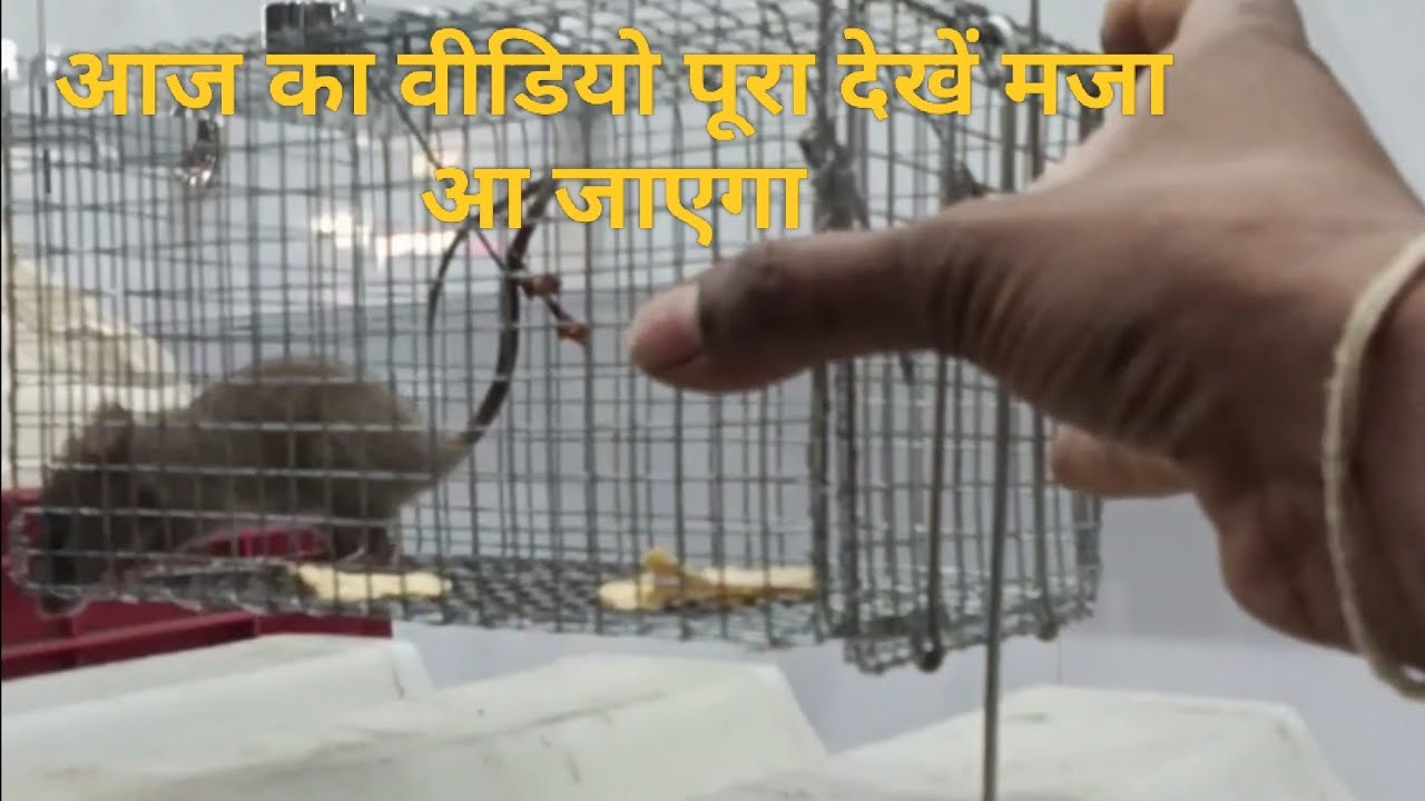 पूरा वीडियो देखो मजा आएगा | रियल लाइफ व्लॉग