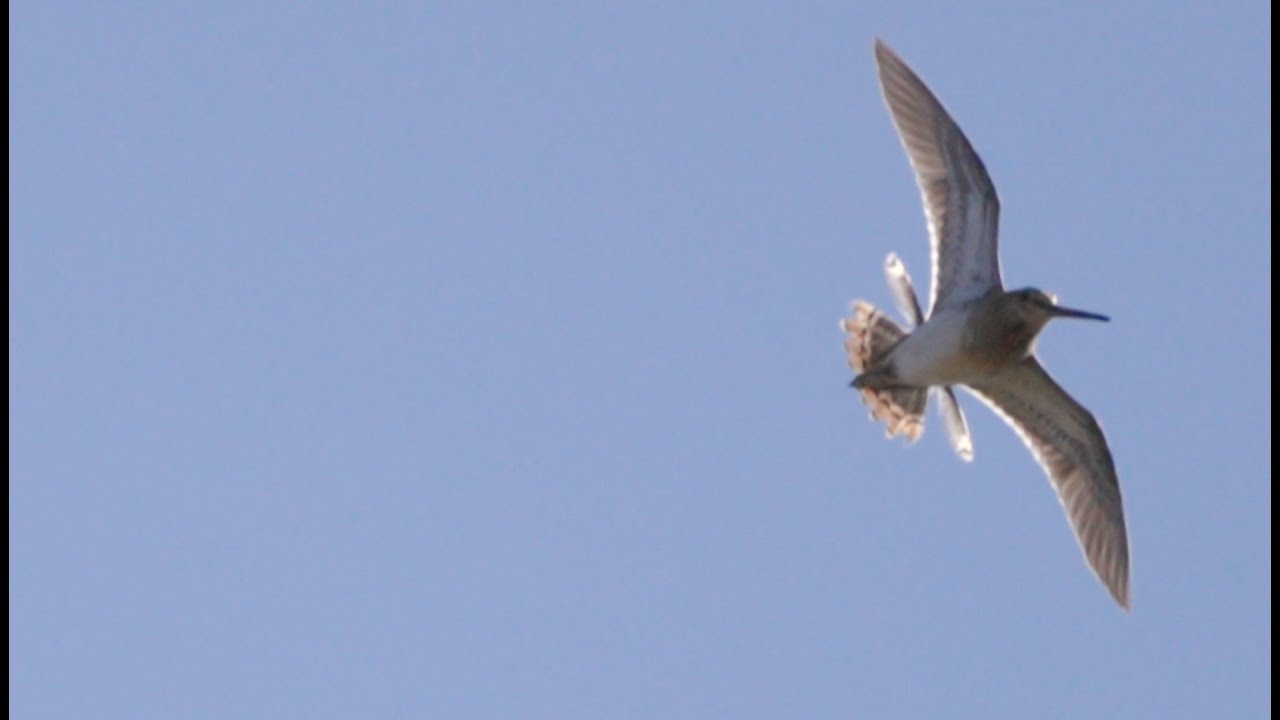 Common Snipe Flight Display