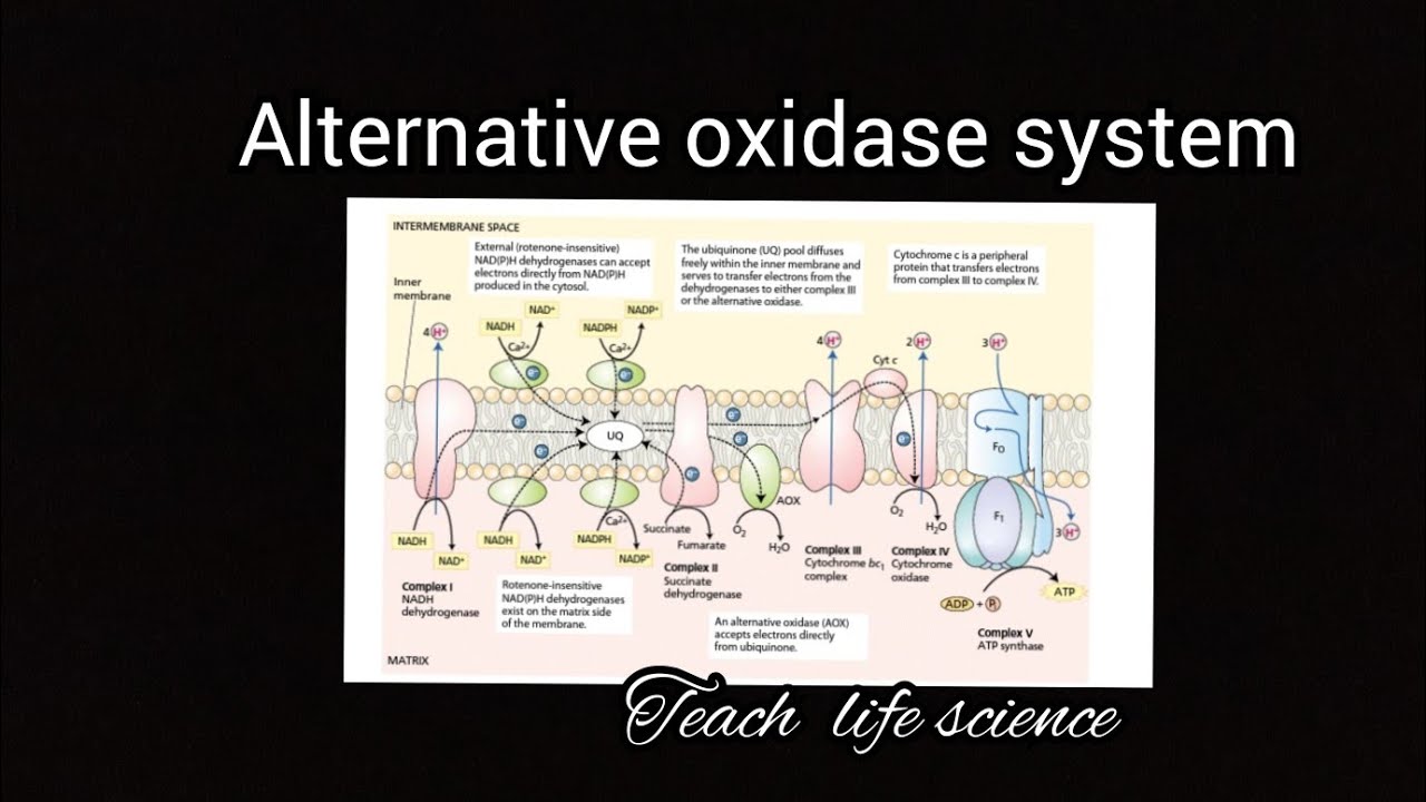 Alternative oxidase system/ Cyanide Resistant  Respiration