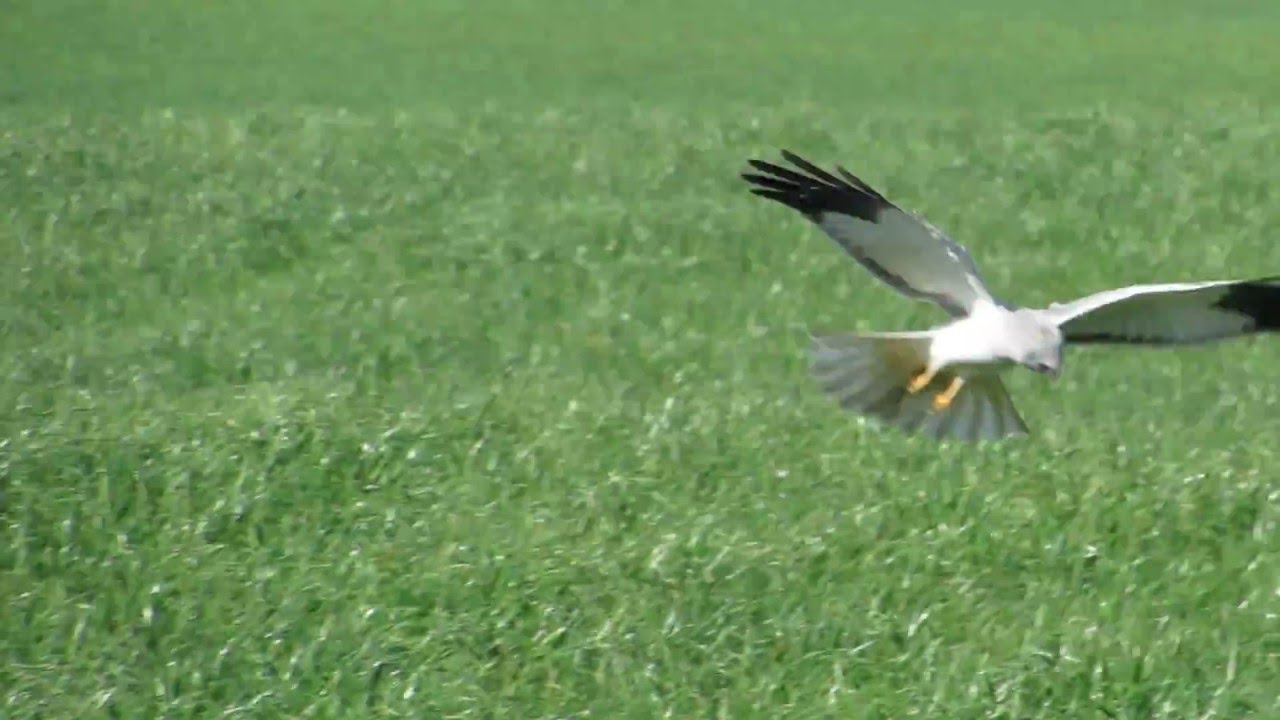 Kornweihe Muldental northern harrier SX50 HS - Circus cyaneus _ #Vogelbeobachtung