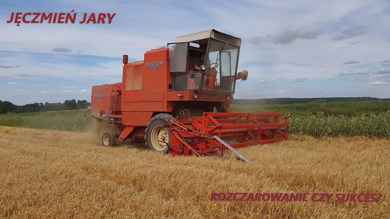 🌾Jęczmień jary po ugorze - Rozczarowanie czy sukces ? 🧐