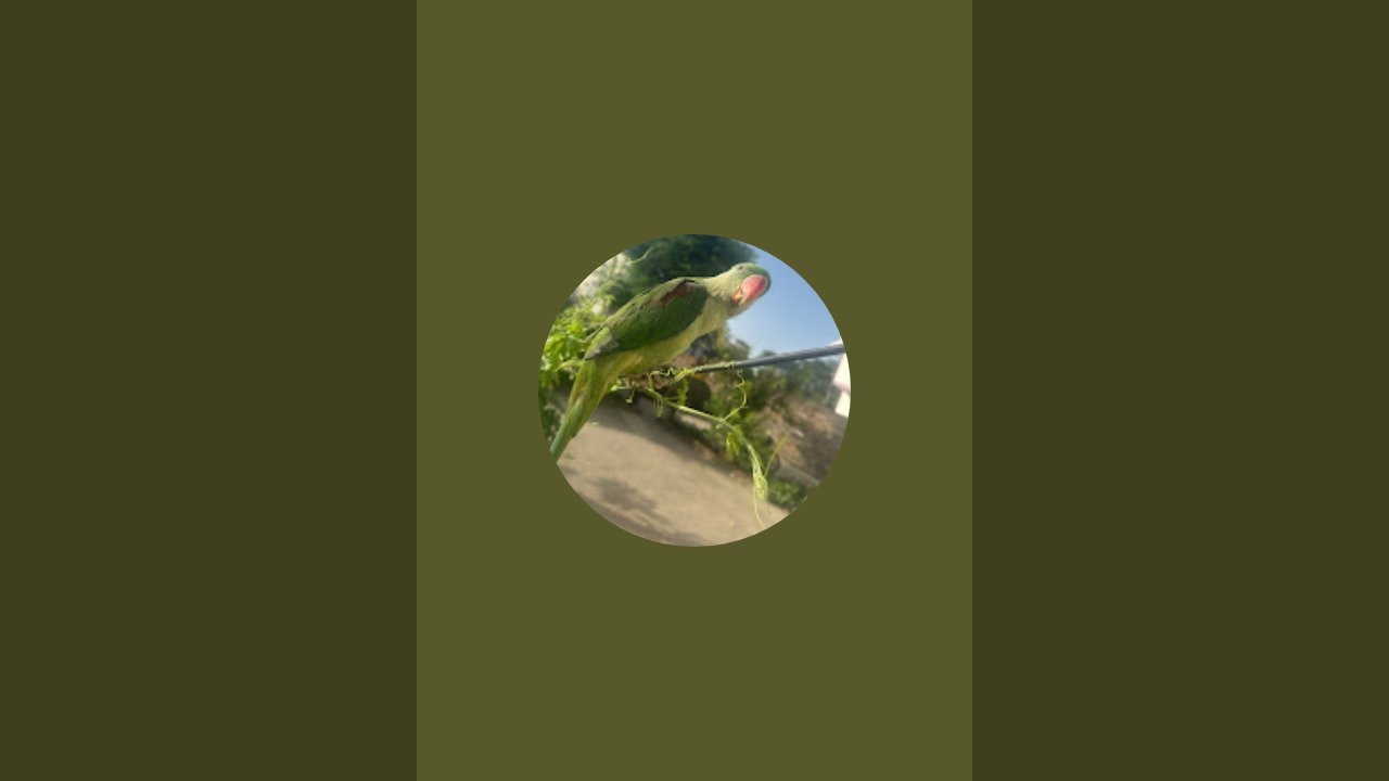 Parrot lover  is live