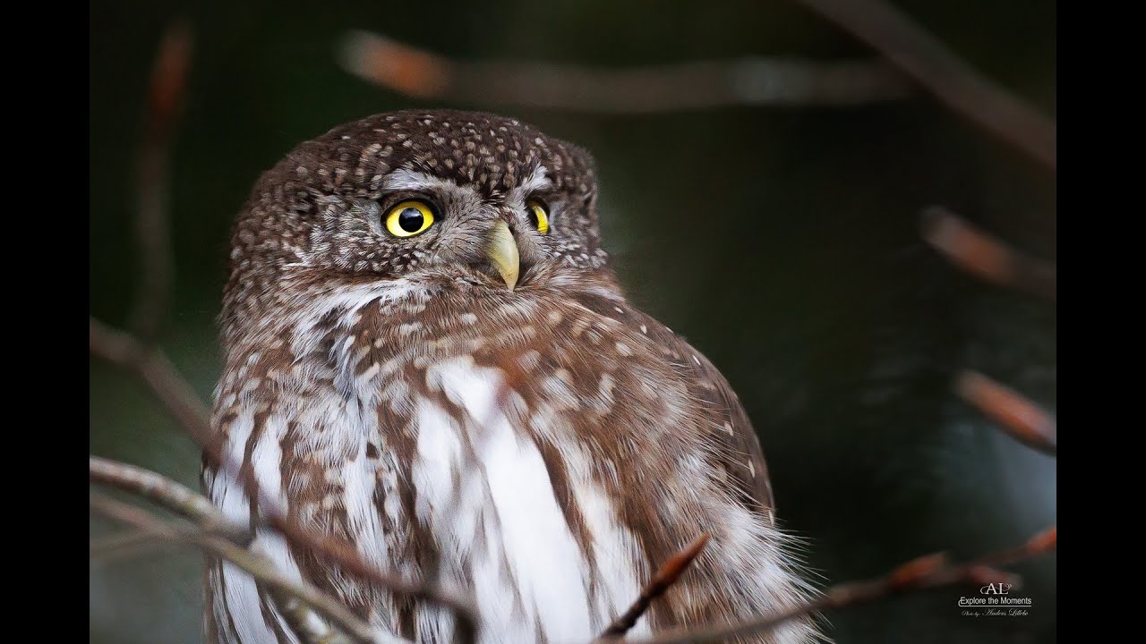 Spurveugle - Gygmy Owl