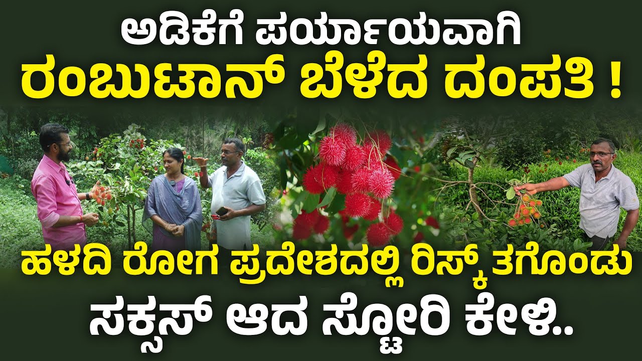 ಅಡಿಕೆಗೆ ಪರ್ಯಾಯವಾಗಿ ರಂಬುಟಾನ್ ಬೆಳೆದ ದಂಪತಿ ! | ಹಳದಿ ರೋಗ ಪ್ರದೇಶದಲ್ಲಿ ರಿಸ್ಕ್ ತಗೊಂಡು ಸಕ್ಸಸ್ ಆದ ಸ್ಟೋರಿ ಕೇಳಿ