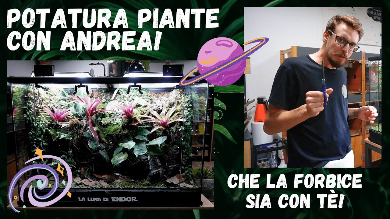 POTATURA PIANTE DEL TERRARIO DENDROBATES - STAR WARS - BASSI GARDEN - DREVIVARIUMS - RETTILI