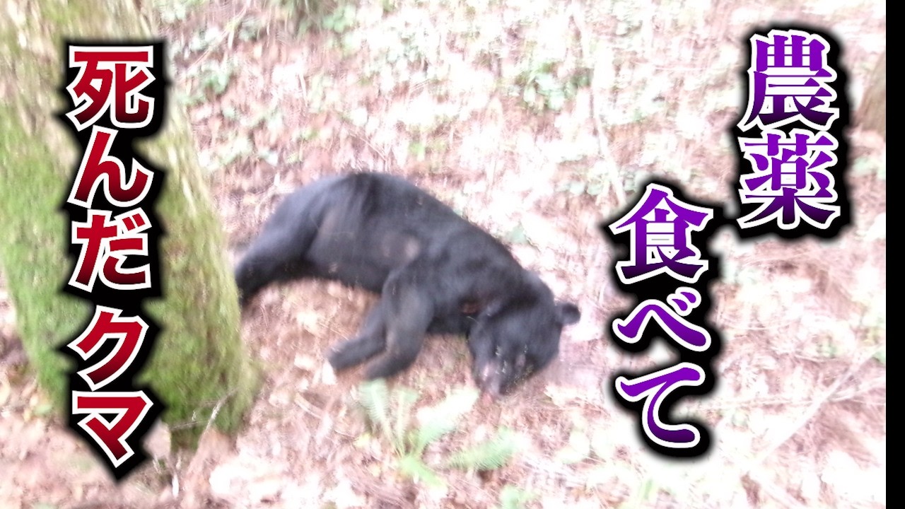 【完全版】農薬を食べたクマ「このままだと自然動物園になる」