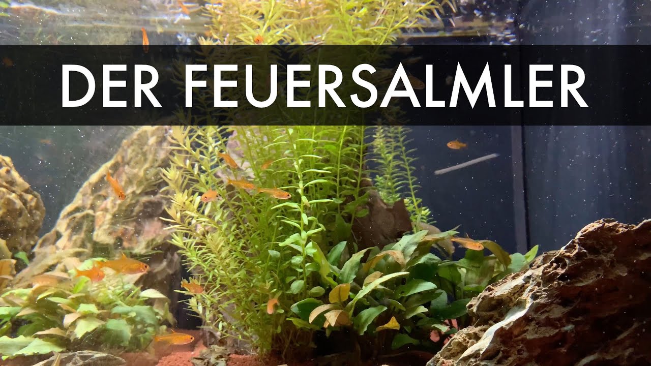 Der Feuersalmler | Hyphessobrycon amandae bzw. Hemigrammus amandae