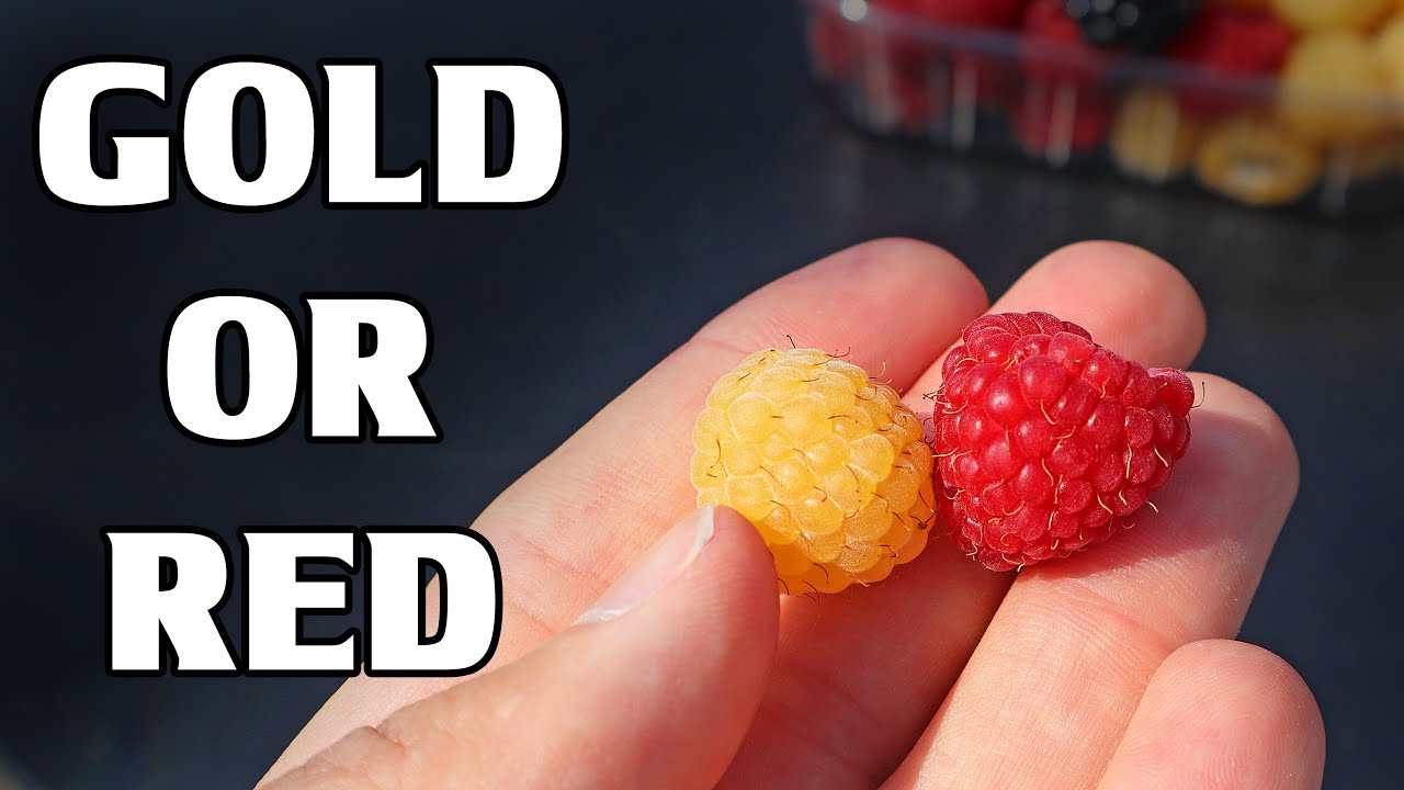 GOLDEN RASPBERRIES : Comparing Raspberry Varieties in Finland - Weird Fruit Explorer
