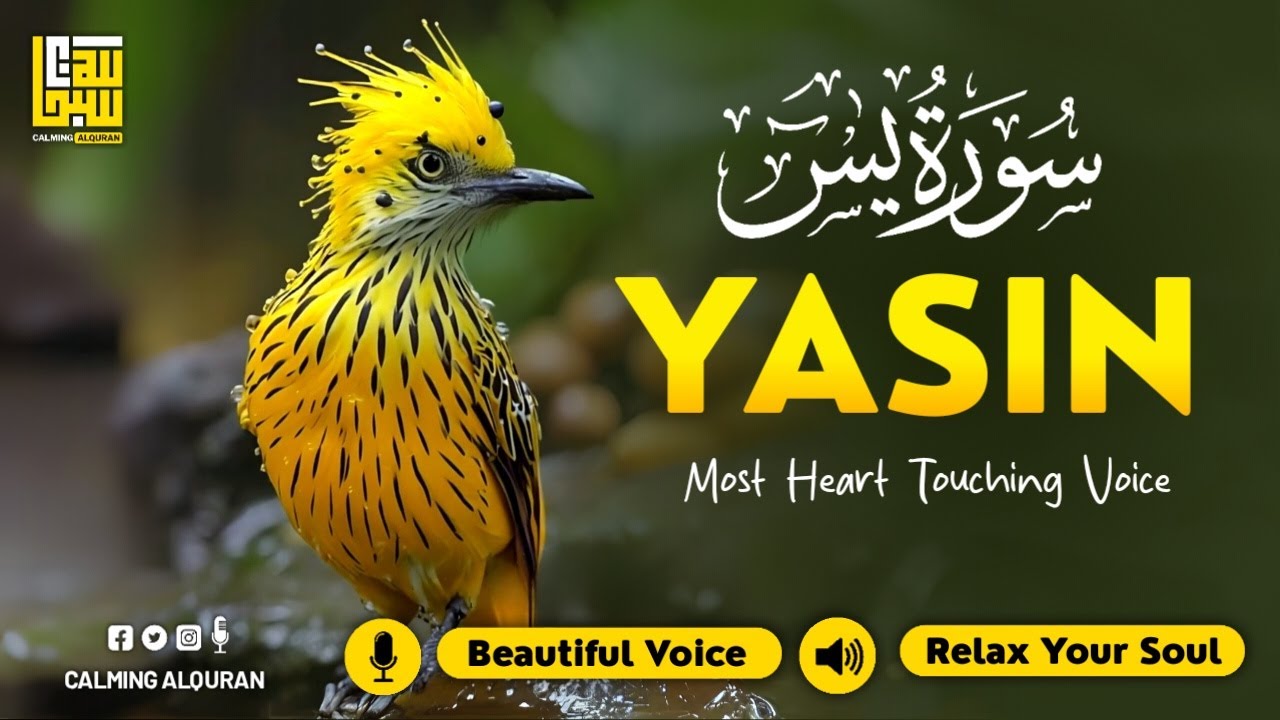 Soothing Surah Yasin for Insomnia, Stress, Worry ✦ Relaxing Quran Audio Yaseen (سورة يس)