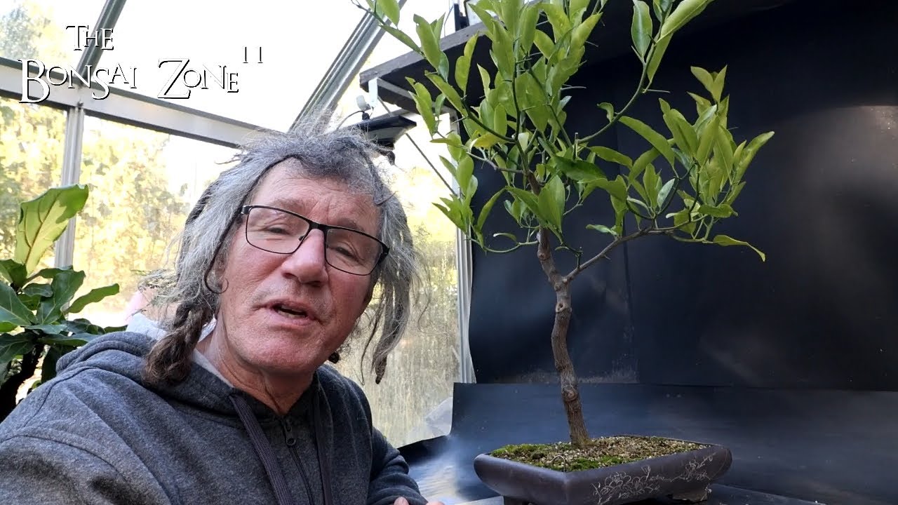 Pruning My Calamondin Orange, The Bonsai Zone, Oct 2024