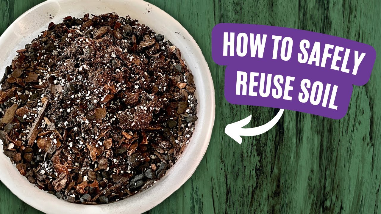 Save Money and Grow Better: 5 Techniques to Sterilize Houseplant Soil for Reuse
